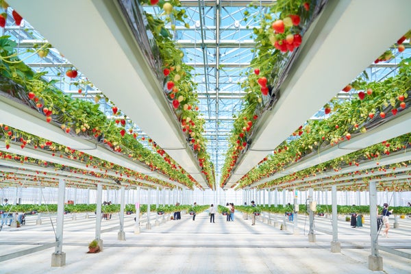 【八千代台発】ミュージアムパーク茨城県自然博物館と空中いちご狩り<コースNo.25-1128-C>(京成トラベル)3